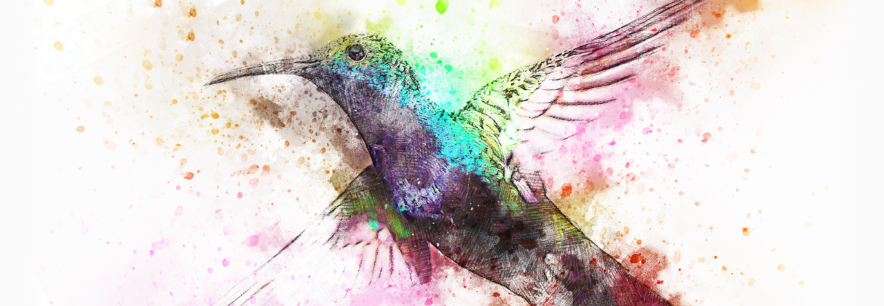 A colourful kolibri header